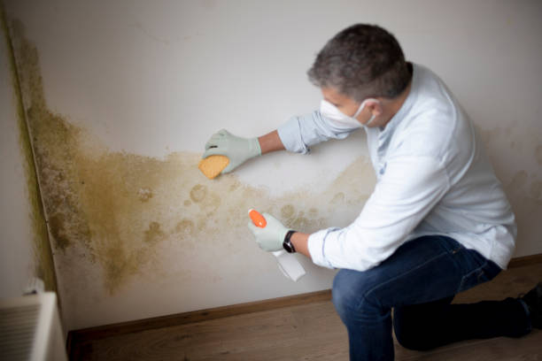 Best Black Mold Removal  in Hartselle, AL