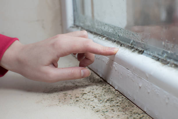 Best HVAC Mold Inspection and Cleaning  in Hartselle, AL